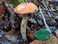 Vörös érdestinóru (Leccinum albostipitatum), Budai-hegység